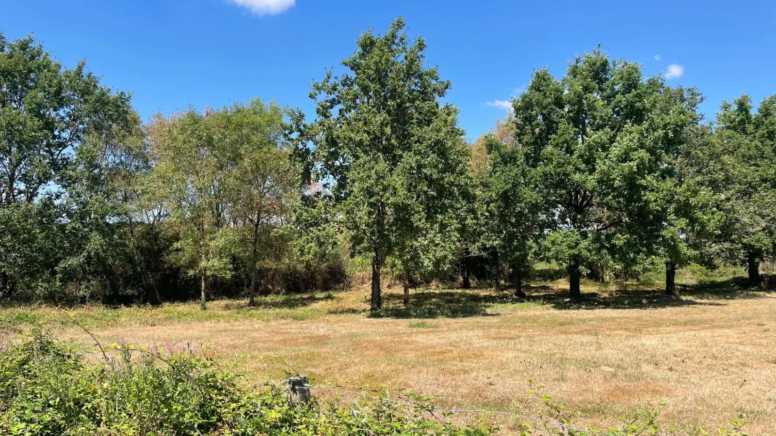 Ensemble immobilier 42 hectares - Saint Christophe Du Ligneron - Photo 1