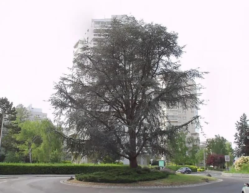 Lot de 3 parkings boxables en sous-sol à Marly-le-Roi - Photo 1